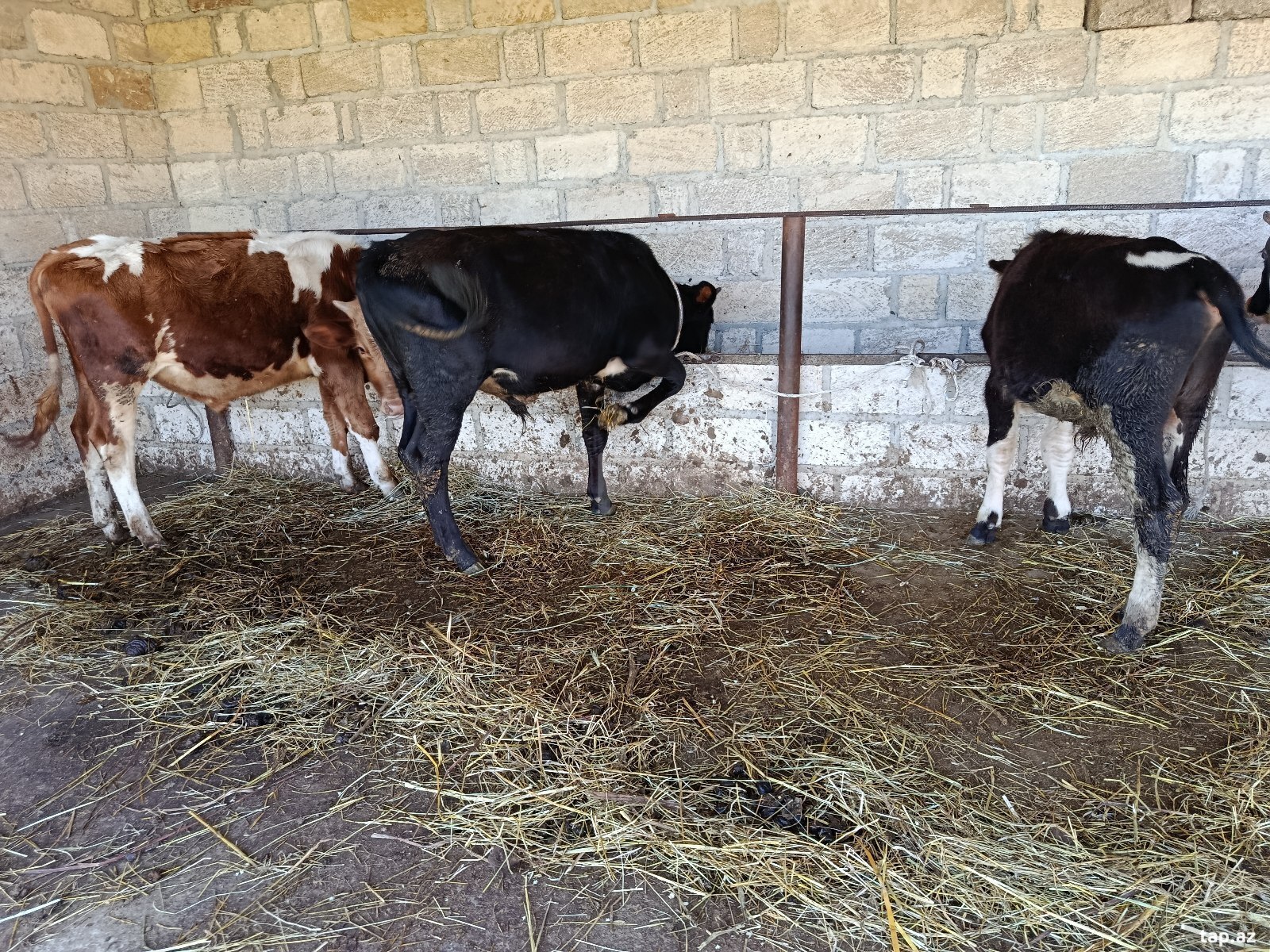 Danalar (5)