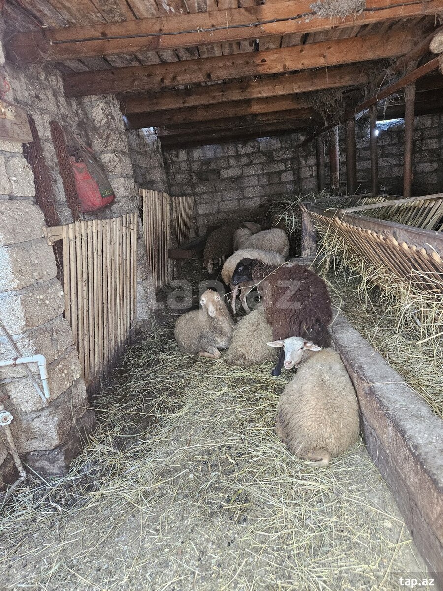 Qoyunlar (3)