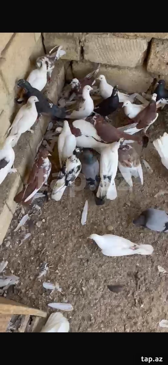 Göyərçinlər (5)