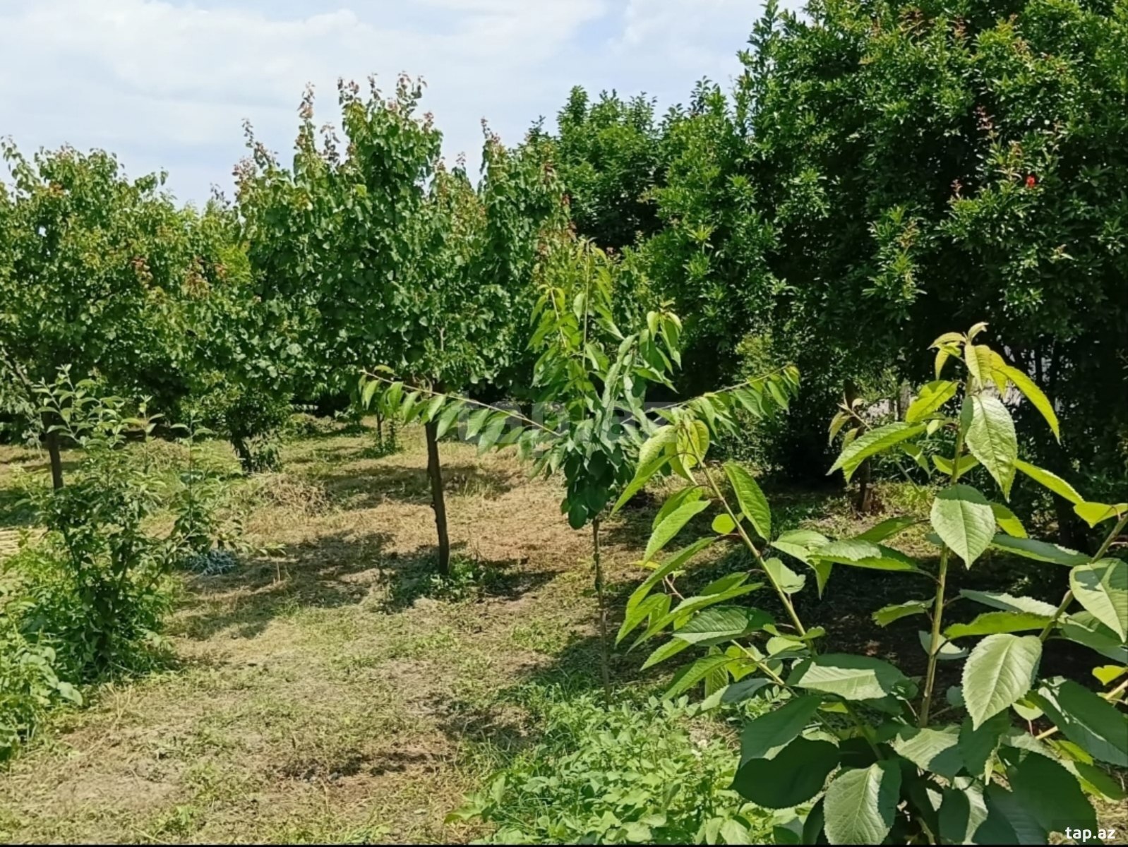 Həyət evi, Ağalıq kəndi