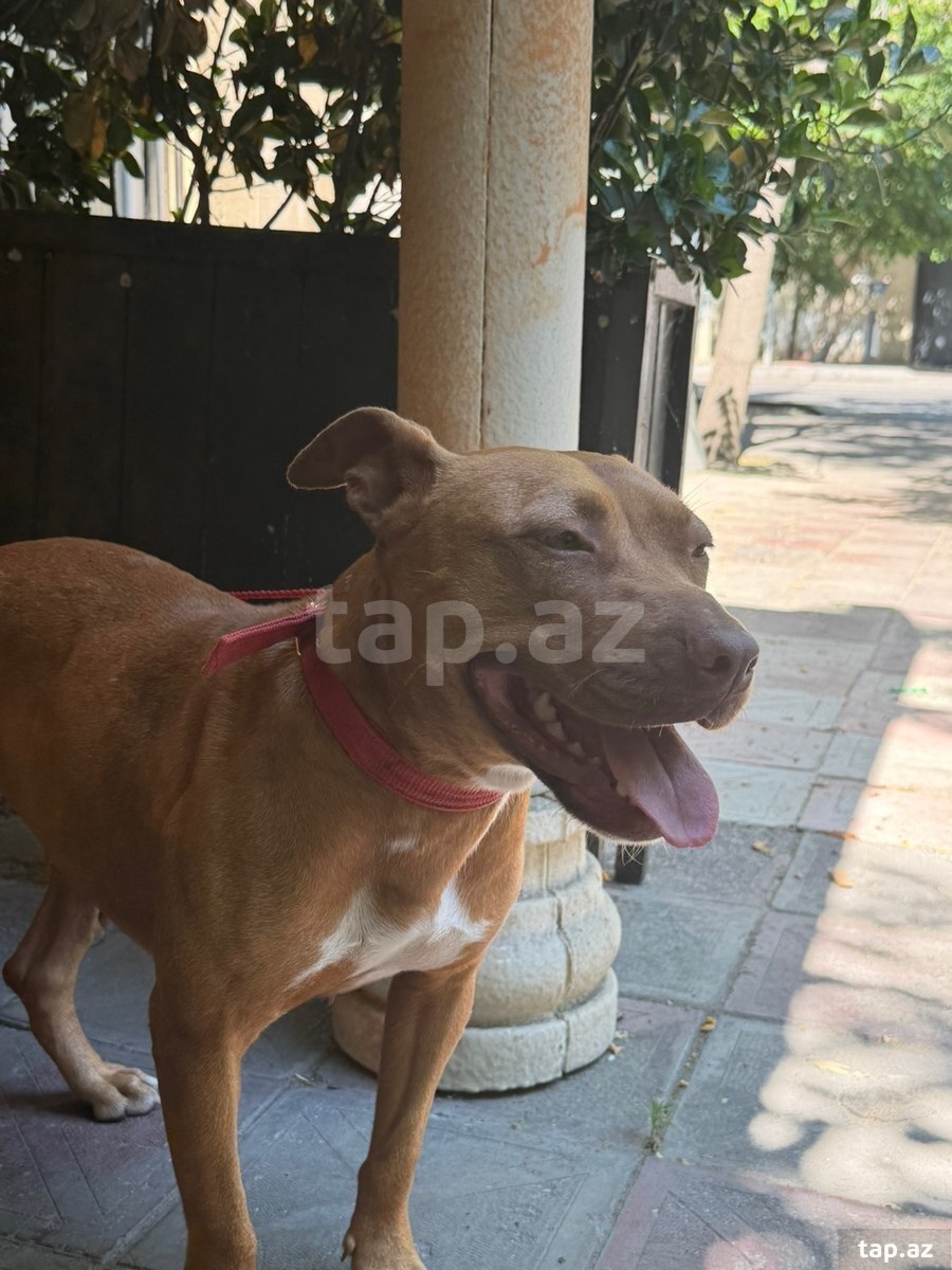 Pitbul Staff (2)