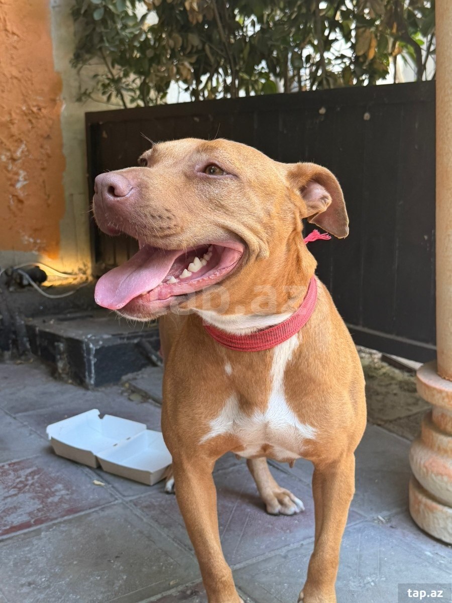 Pitbul Staff (4)