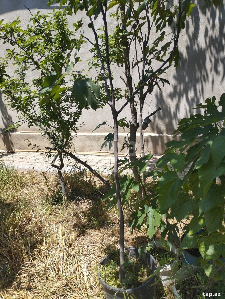 Əncir ağacı (2)