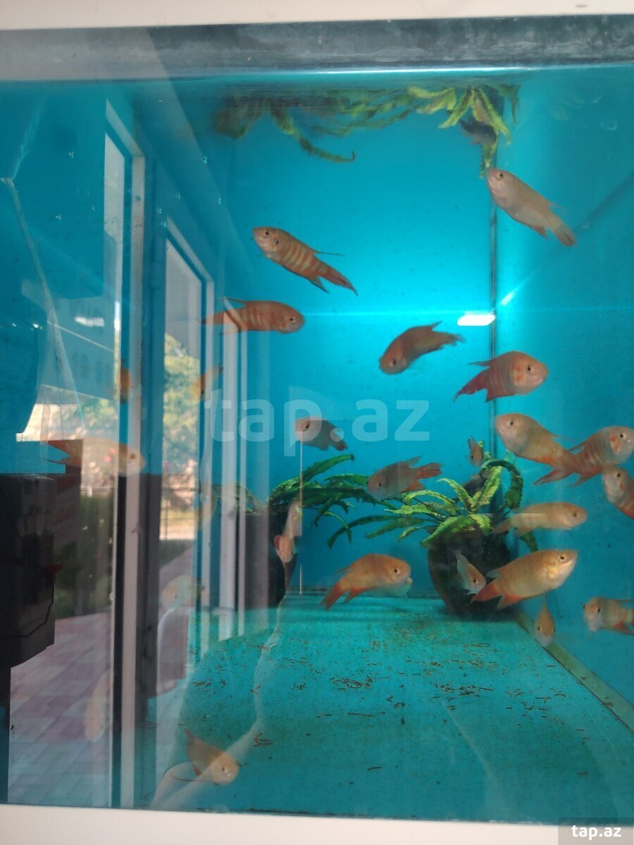 Makrapod balıqları