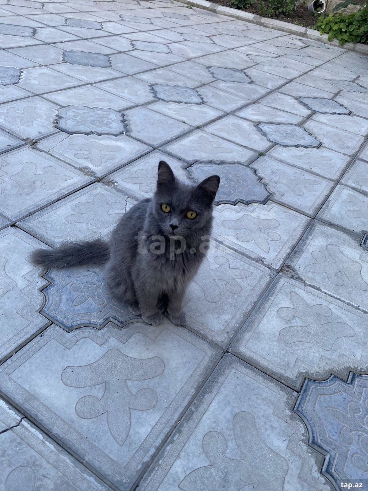 Şotland pişik balası