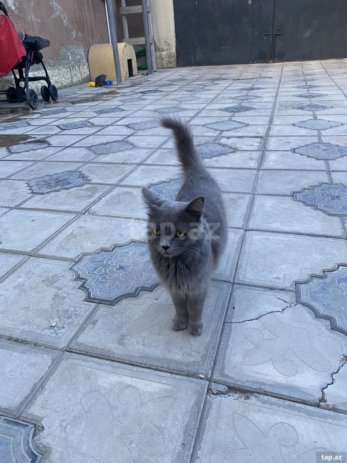 Şotland pişik balası (2)