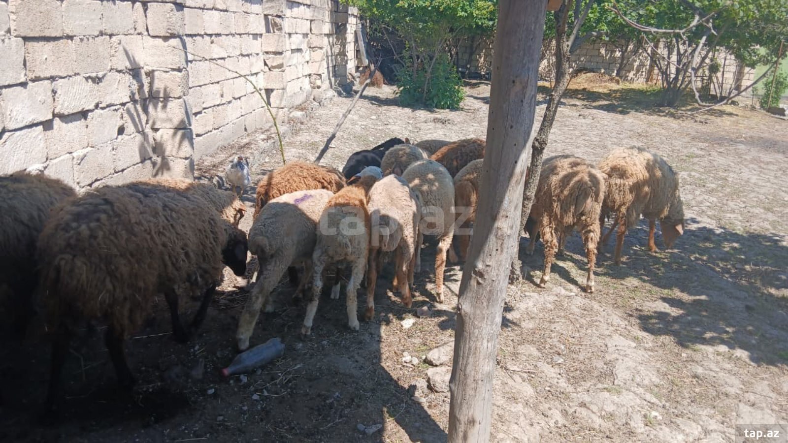 Qoyunlar (3)