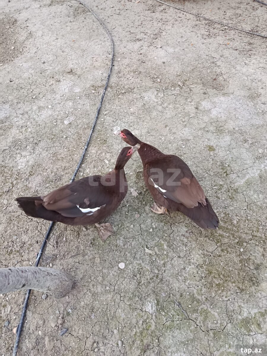Qırmızı öküz