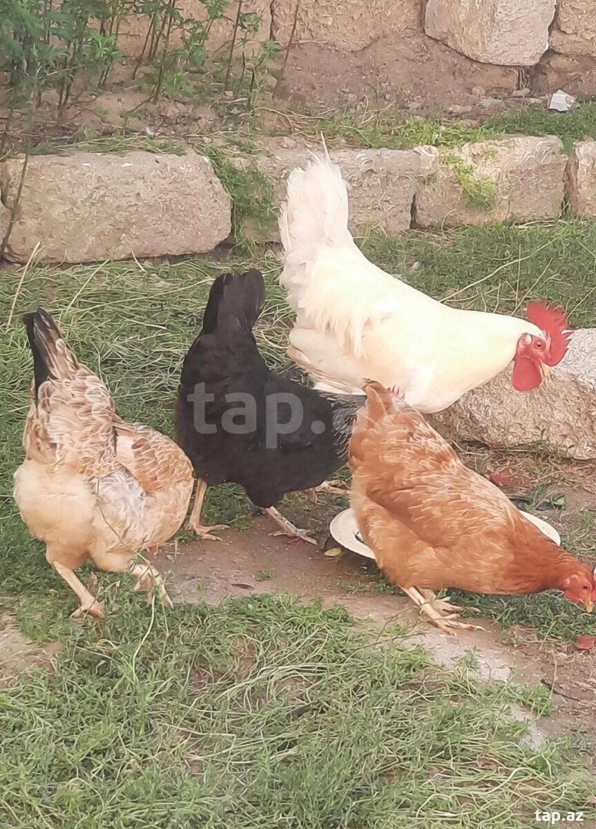 Toyuqlar (2)