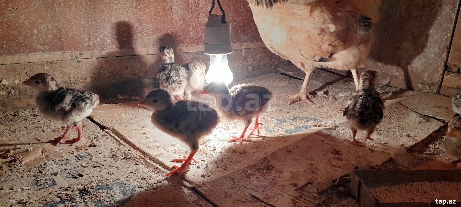 Hinduşka balaları (2)