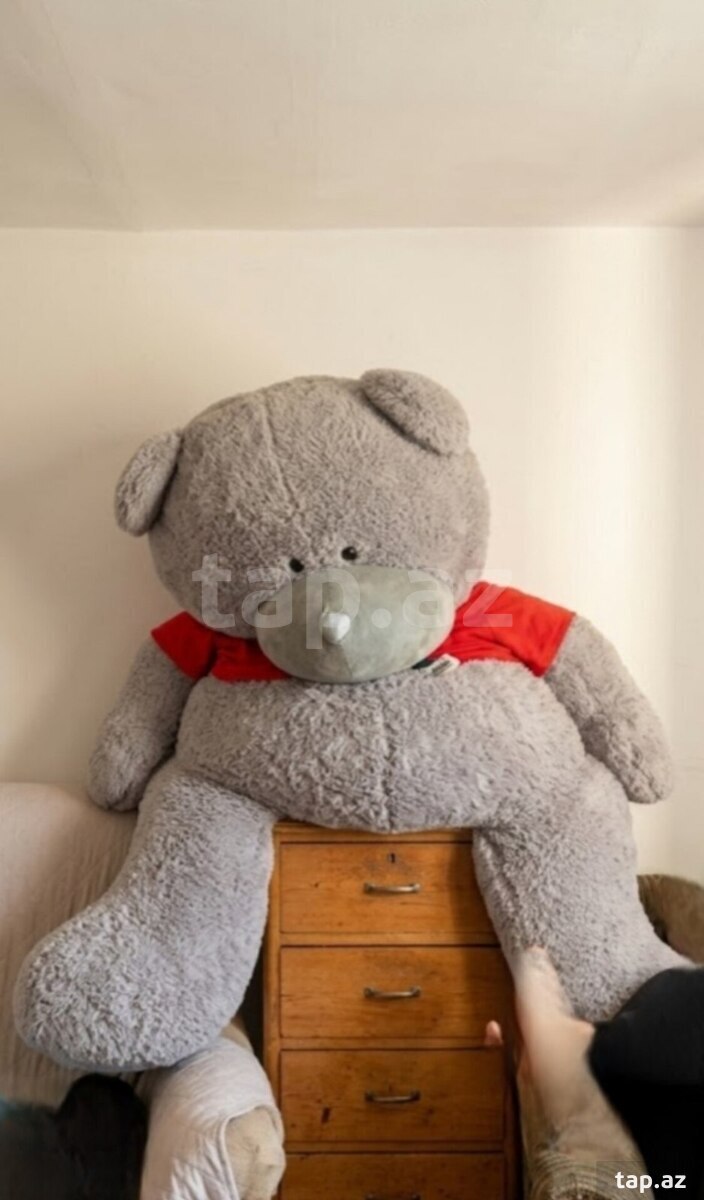 Teddy