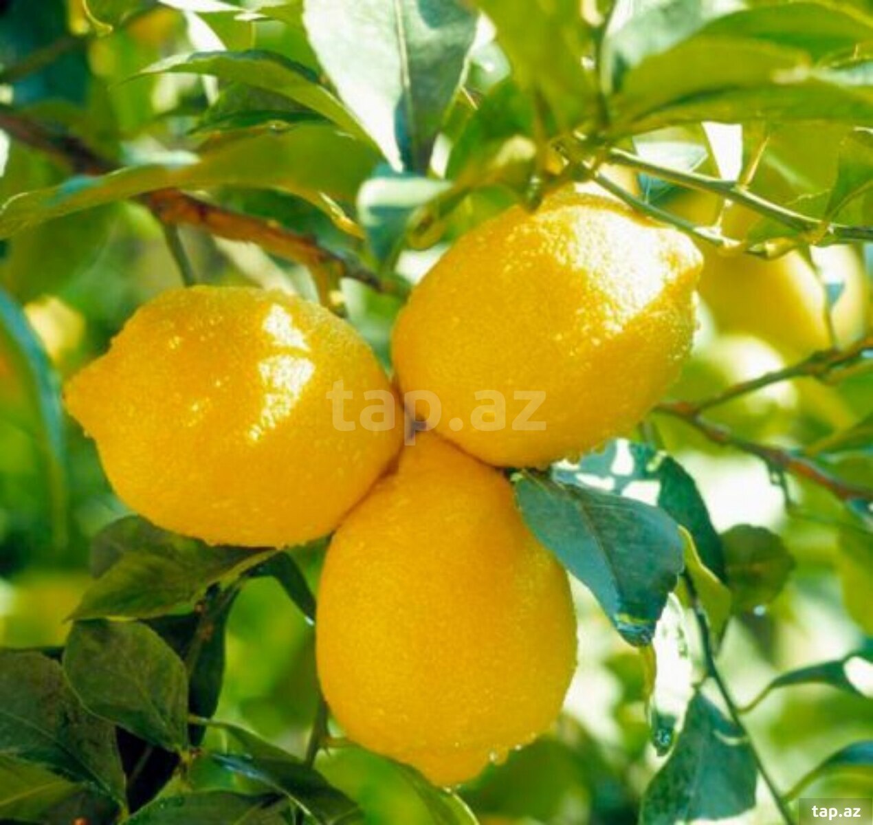 Limon ağacları