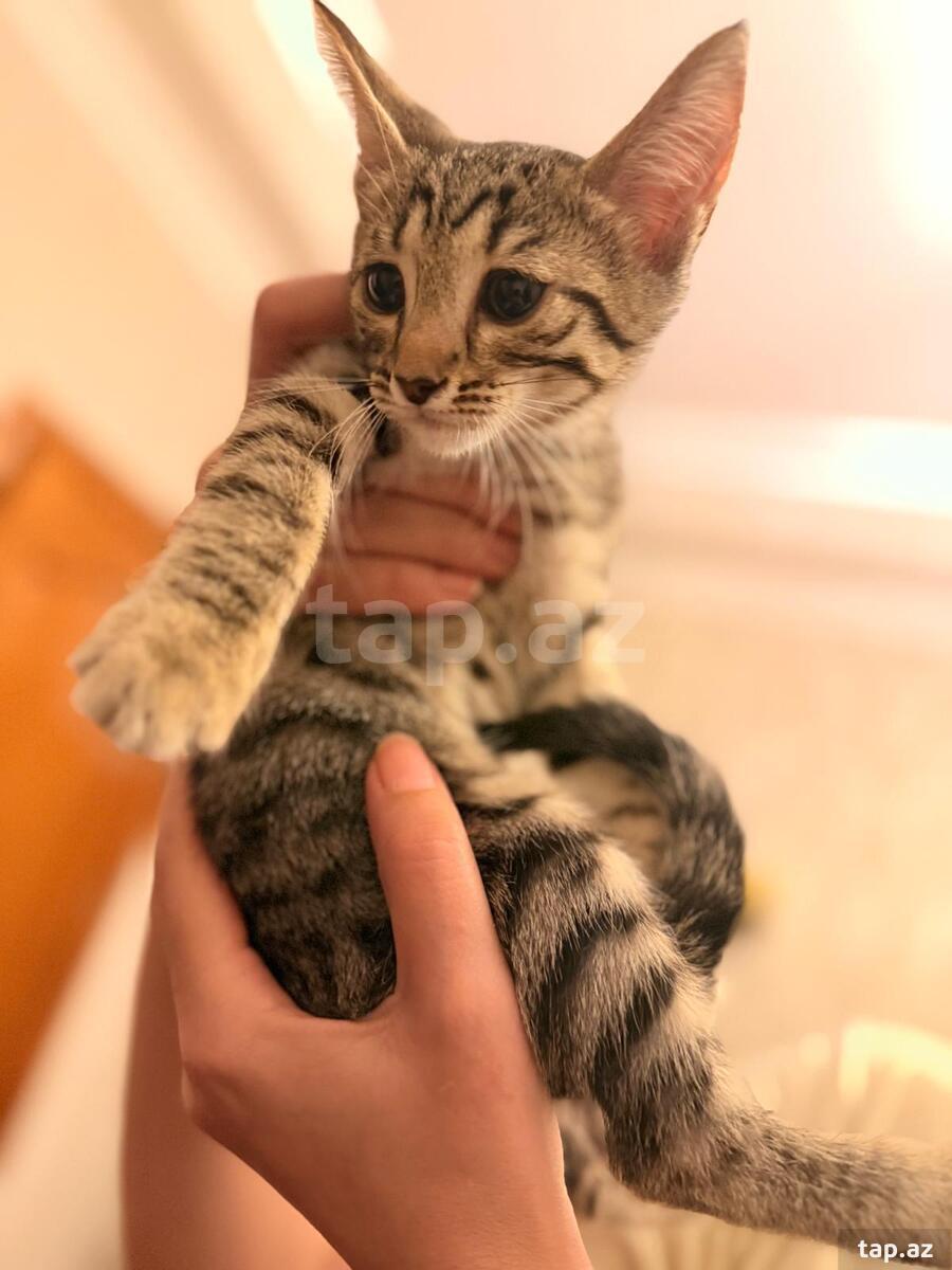 Pişik etibarlı əllərə verilir