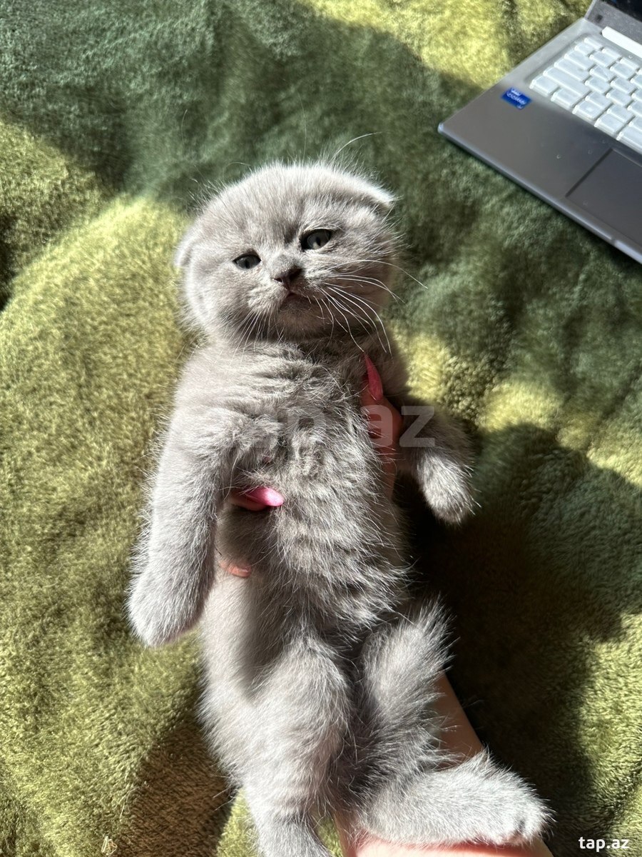 Шотландские котята (3)
