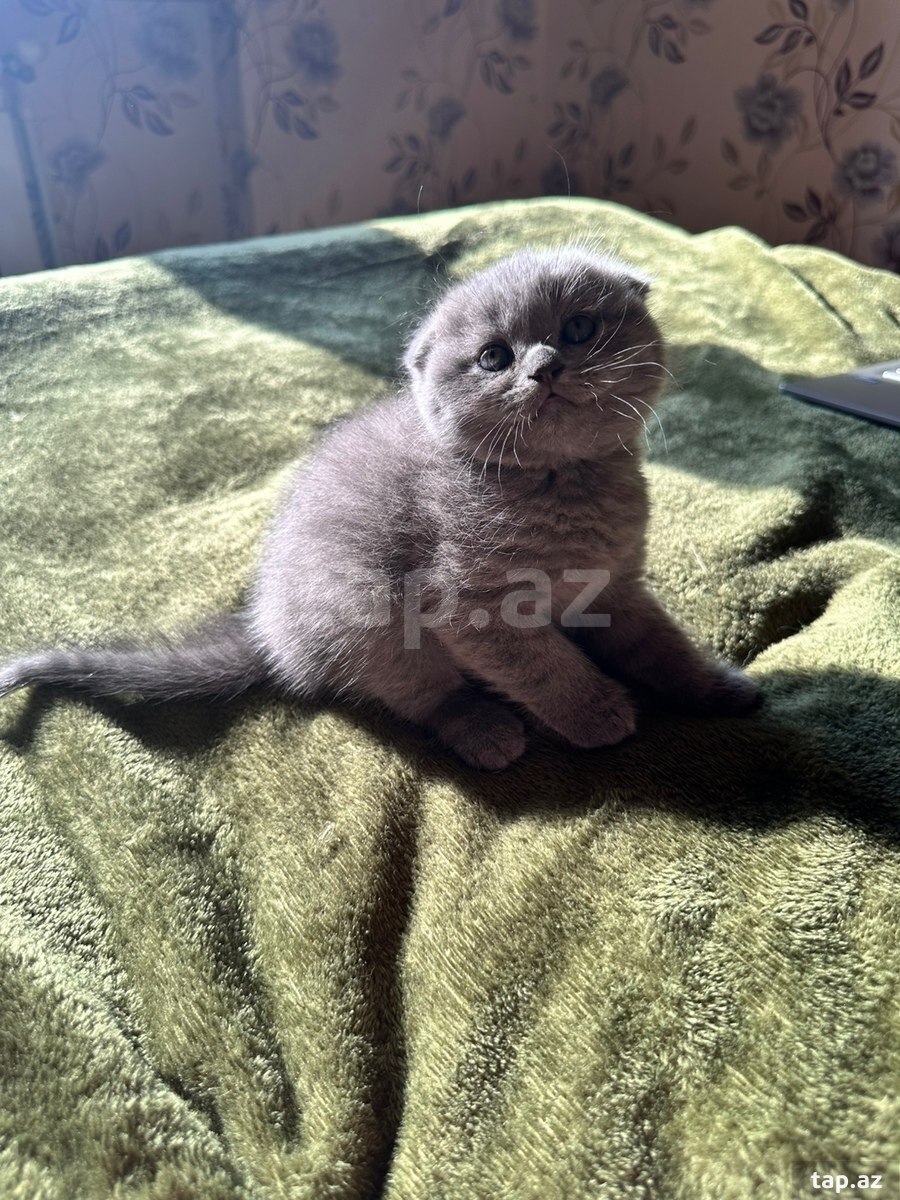 Шотландские котята (4)