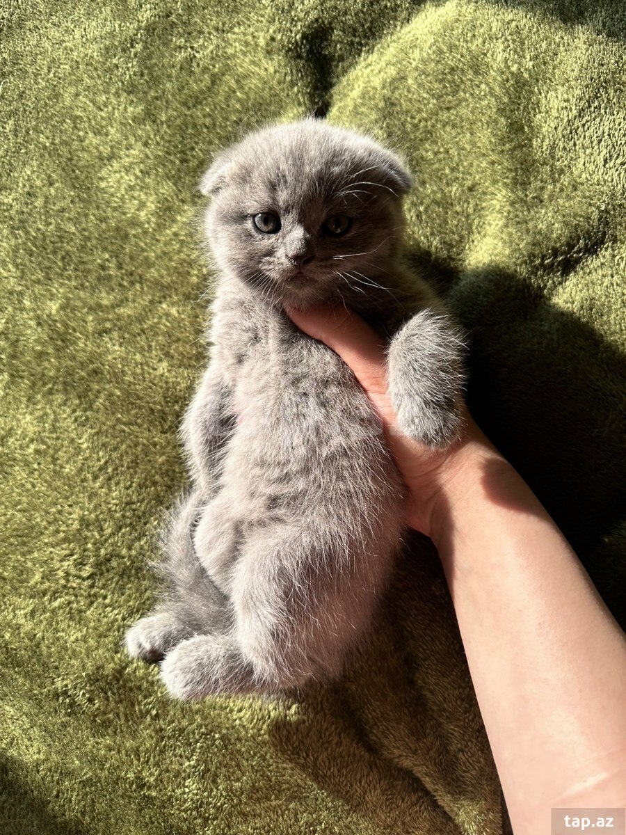 Шотландские котята (2)