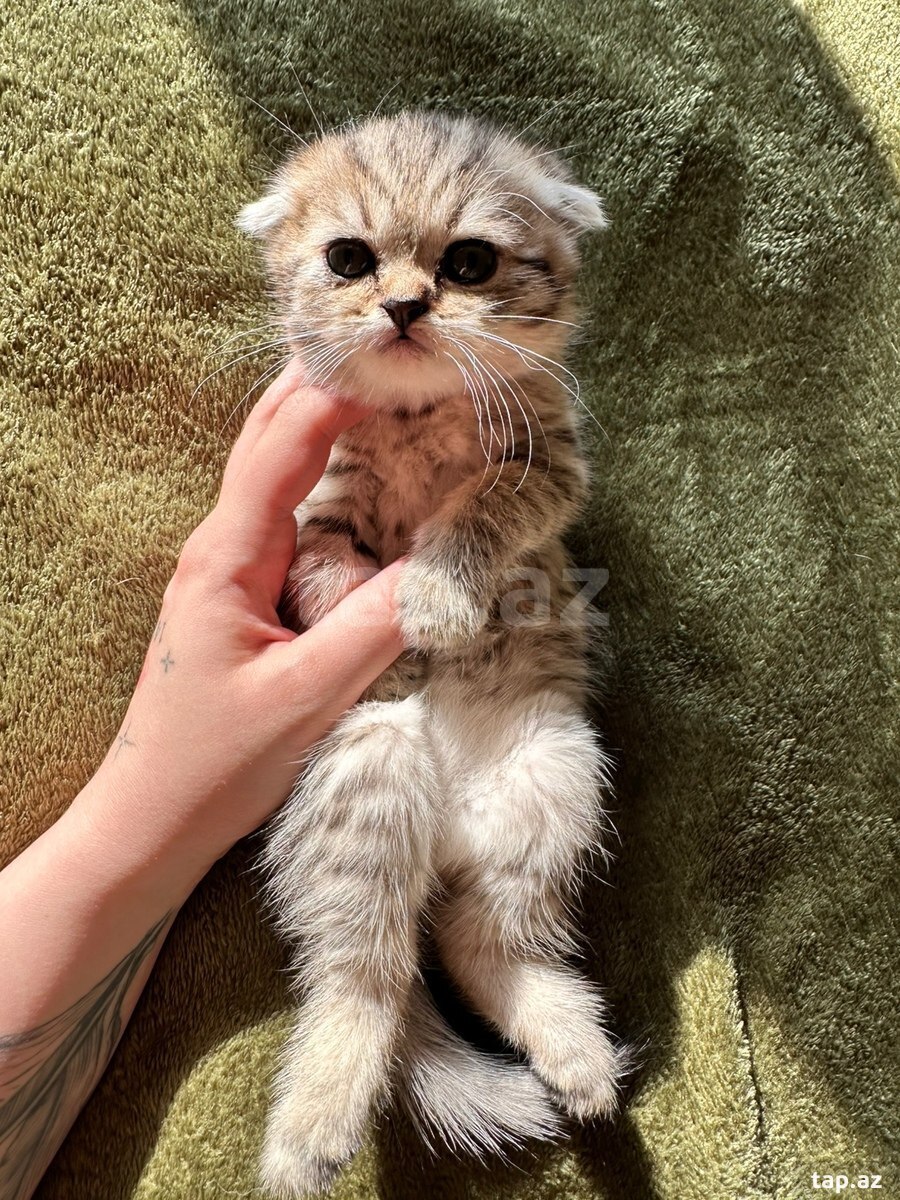 Шотландские котята (16)