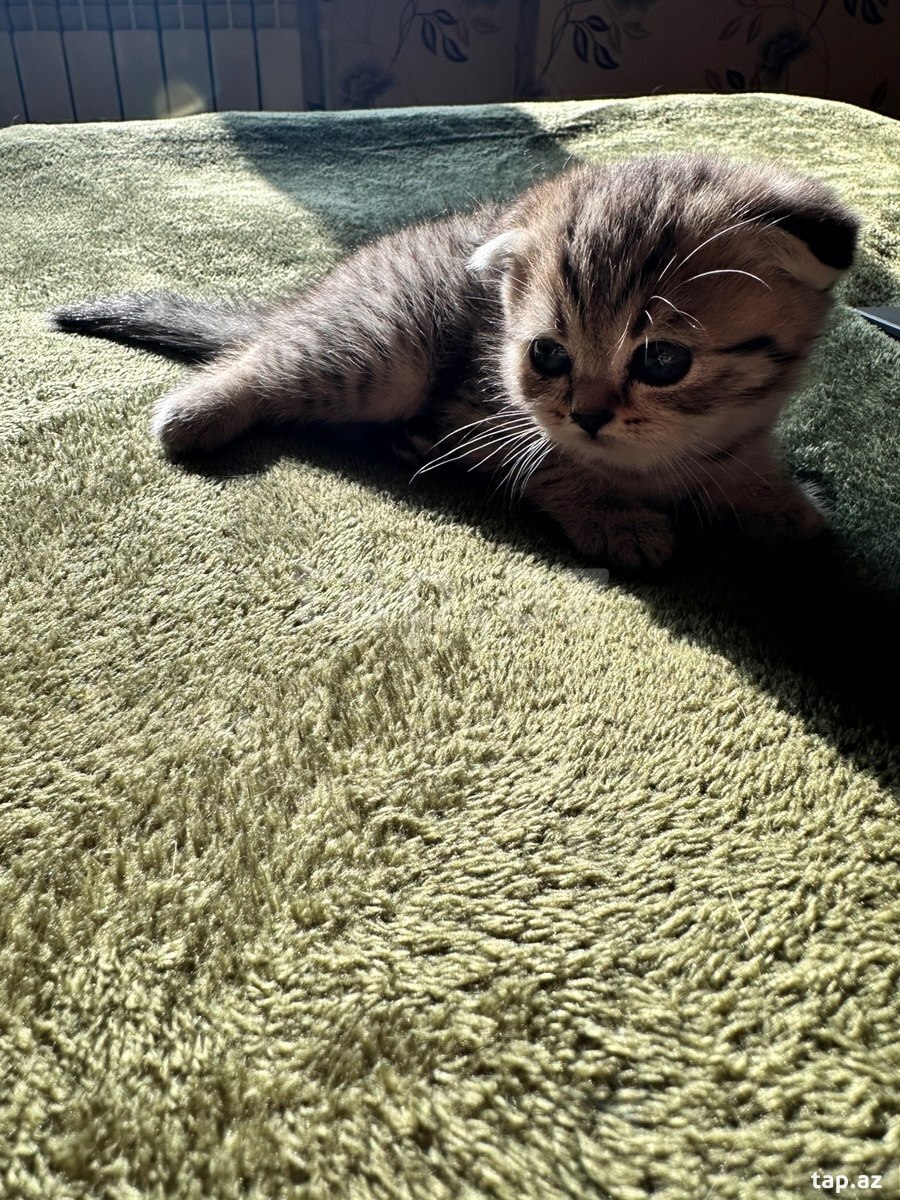 Шотландские котята (13)