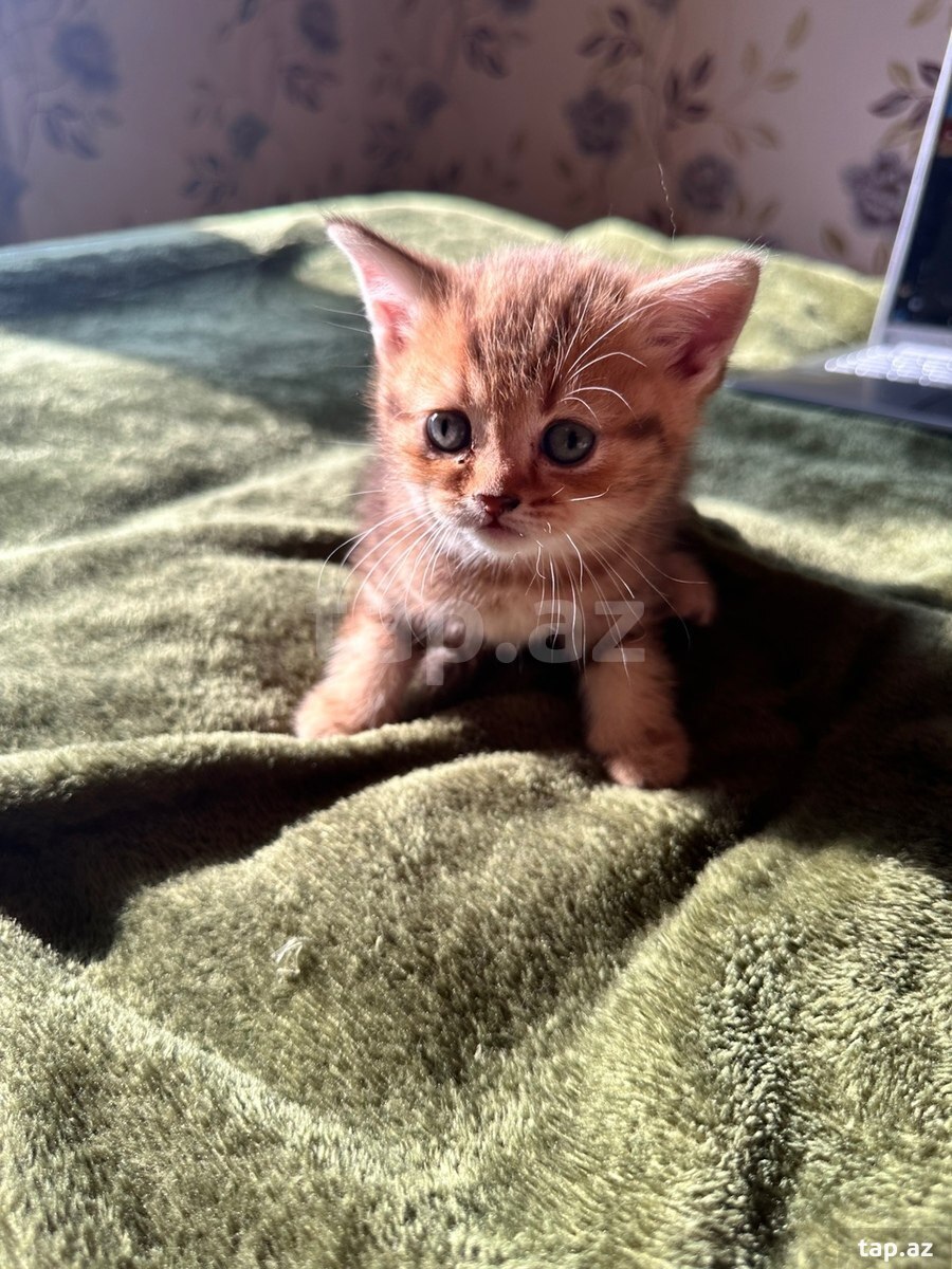 Шотландские котята (8)