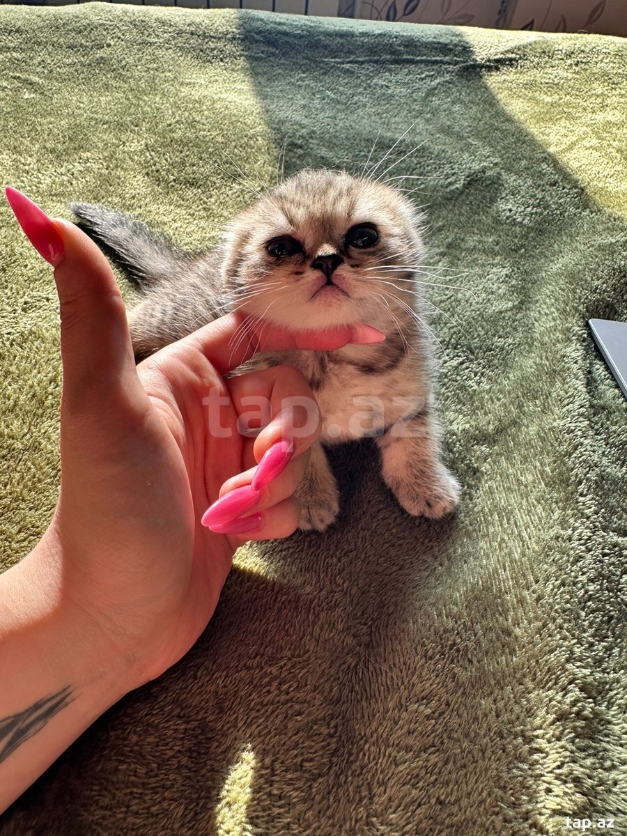 Шотландские котята (15)