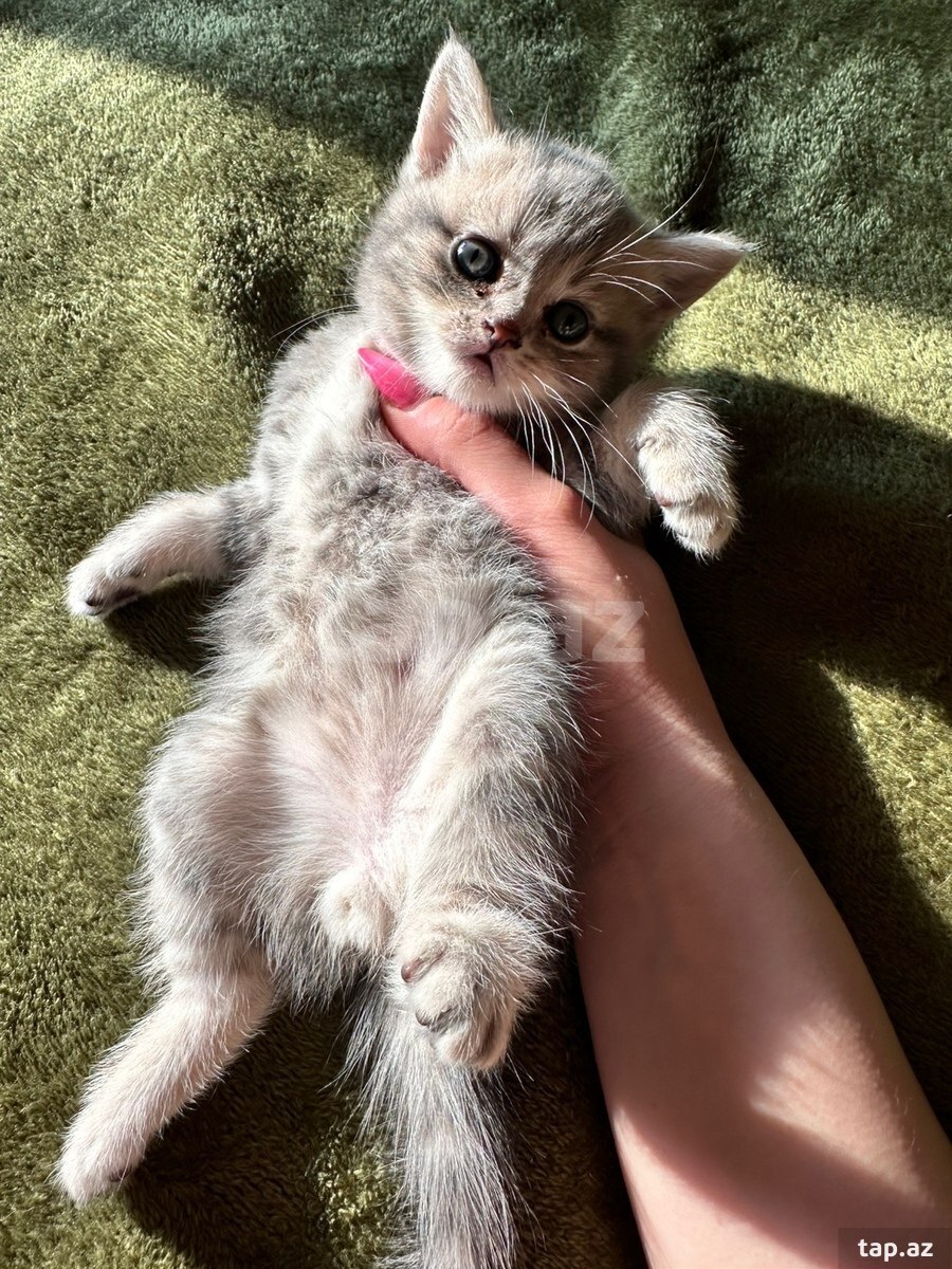 Шотландские котята (5)