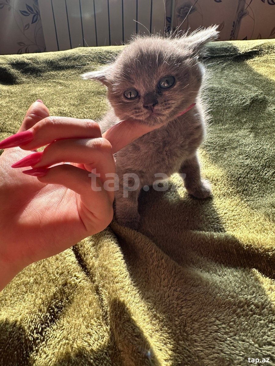 Шотландские котята (10)