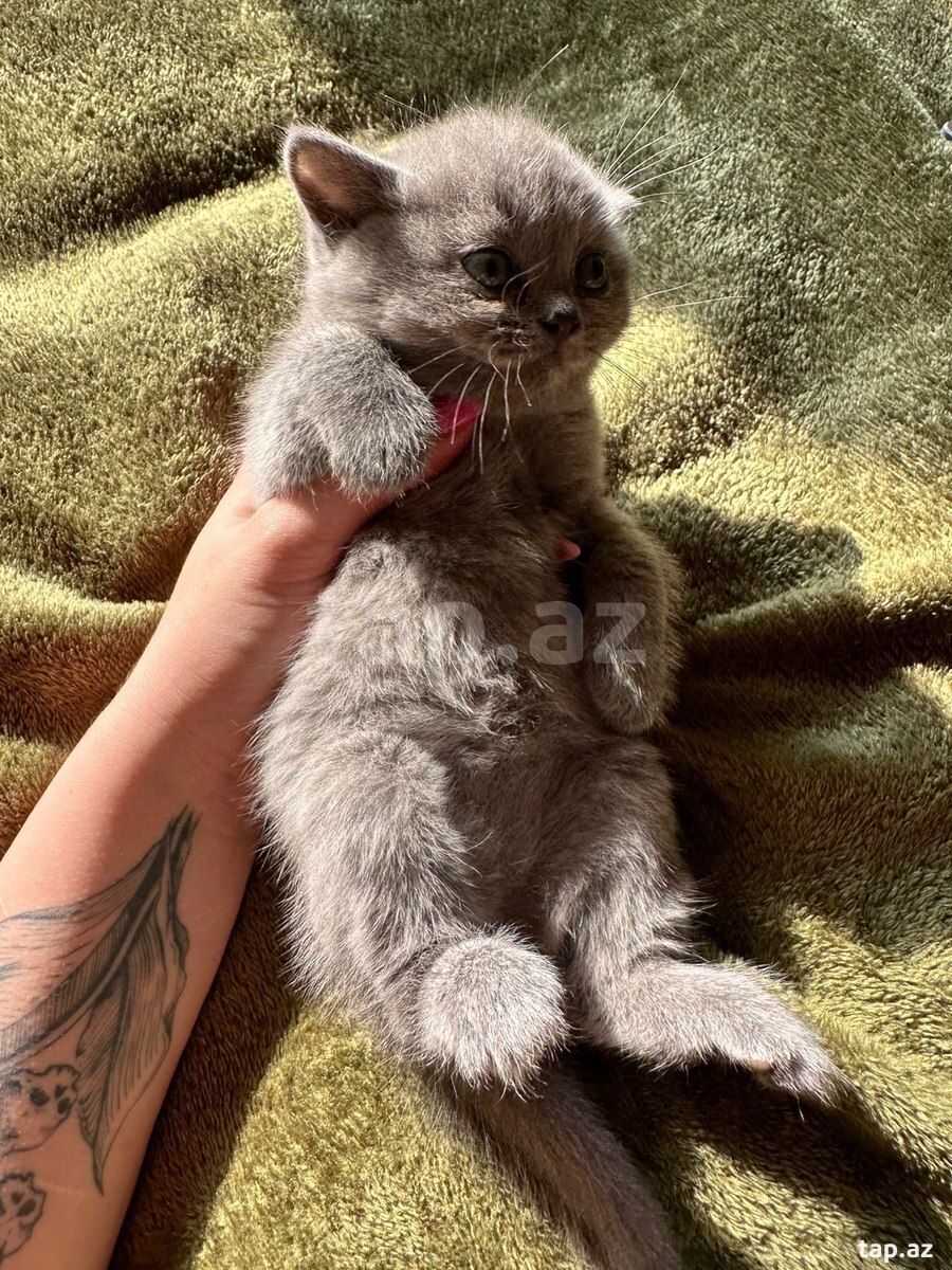 Шотландские котята (12)