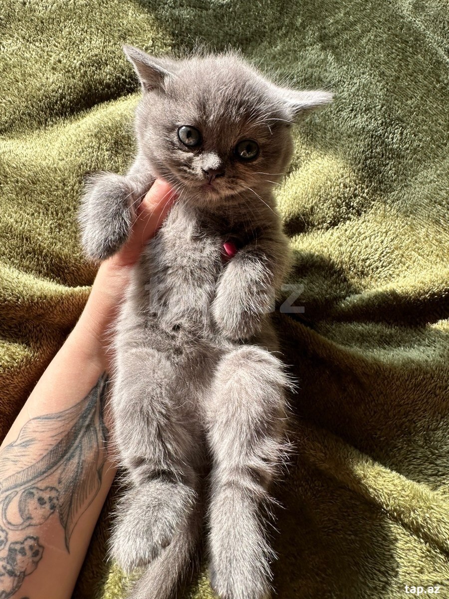 Шотландские котята (11)