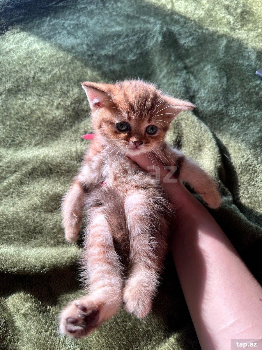 Шотландские котята (9)