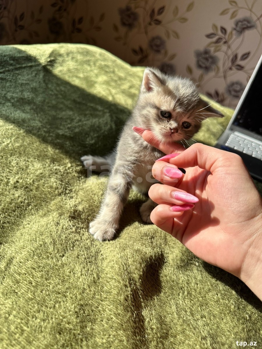 Шотландские котята (6)