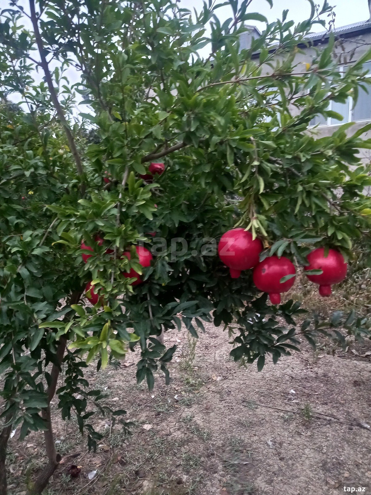 Həyət evi, Siyəzən r.