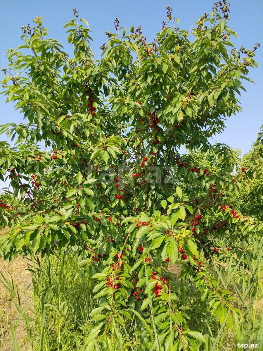 51 sot torpaq sahəsi, Quba r. (3)