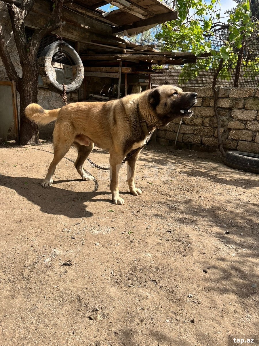 Kanqal  (2)