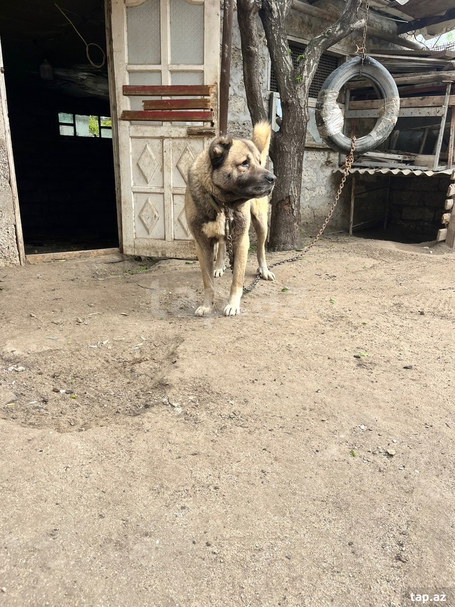 Kanqal  (4)