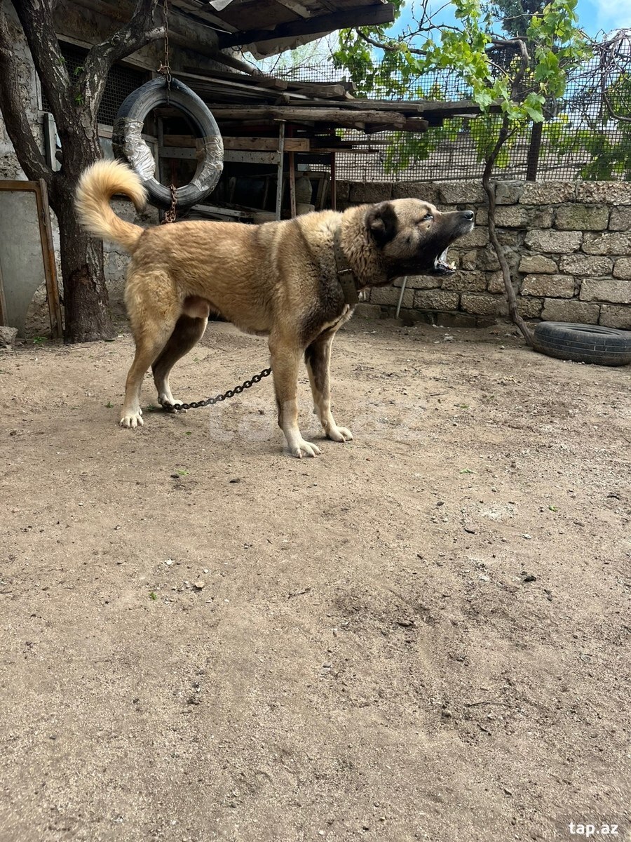 Kanqal  (6)