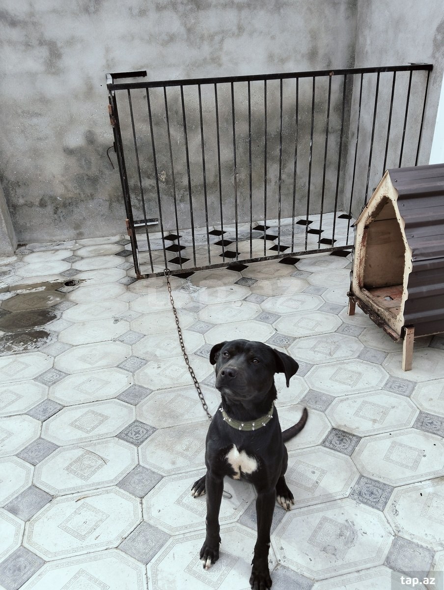 Pitbul  (2)