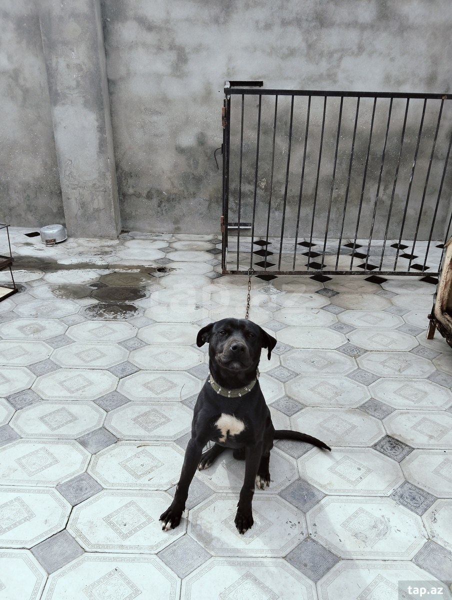 Pitbul 