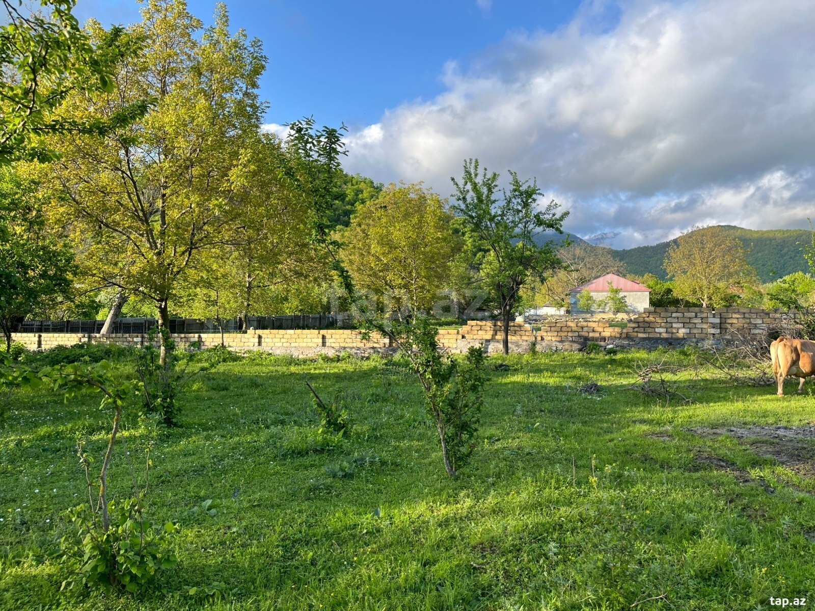 15 sot torpaq sahəsi, Qəbələ r. (4)