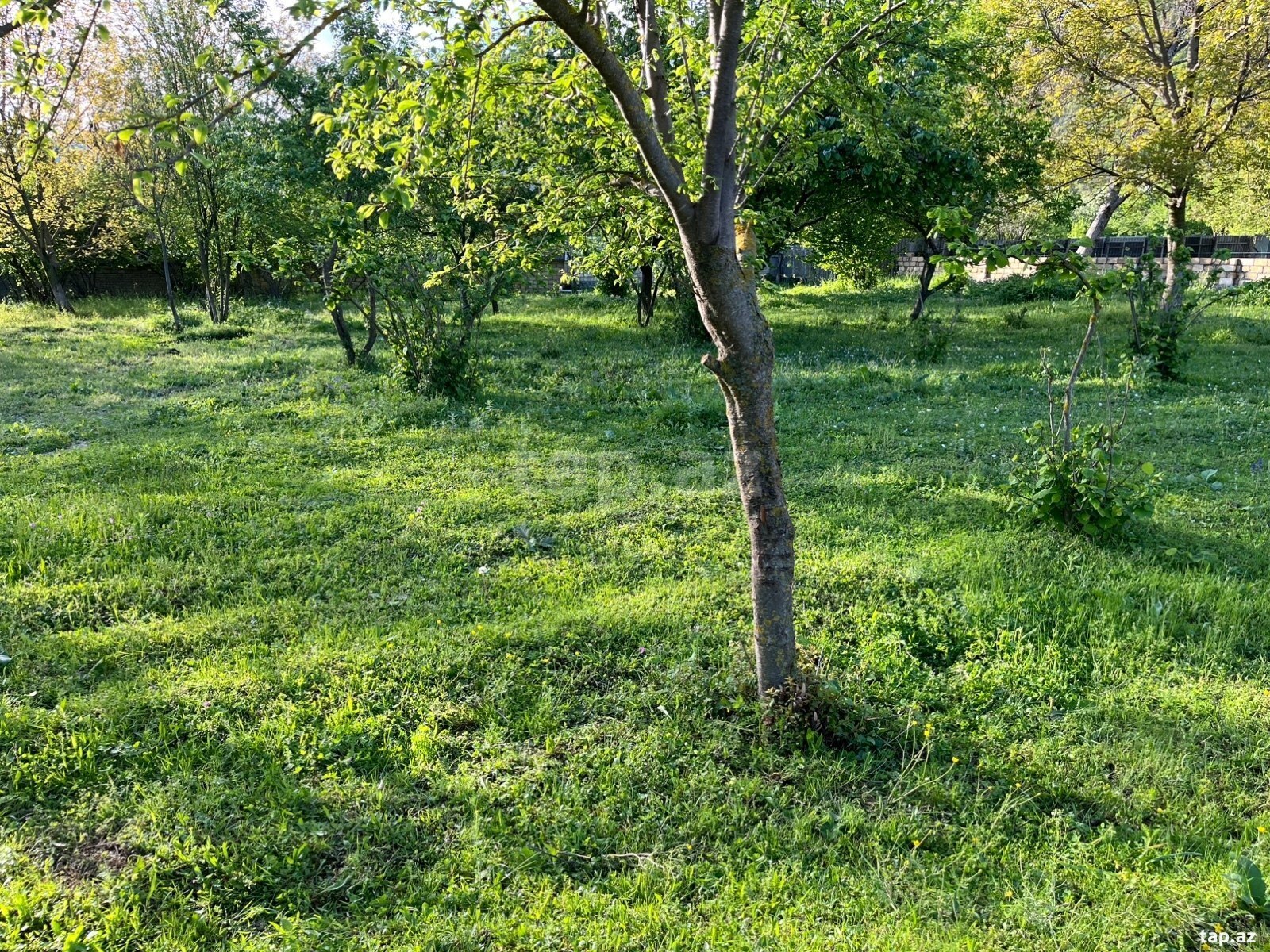 15 sot torpaq sahəsi, Qəbələ r. (7)