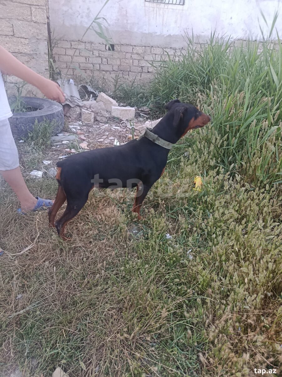 Doberman (4)