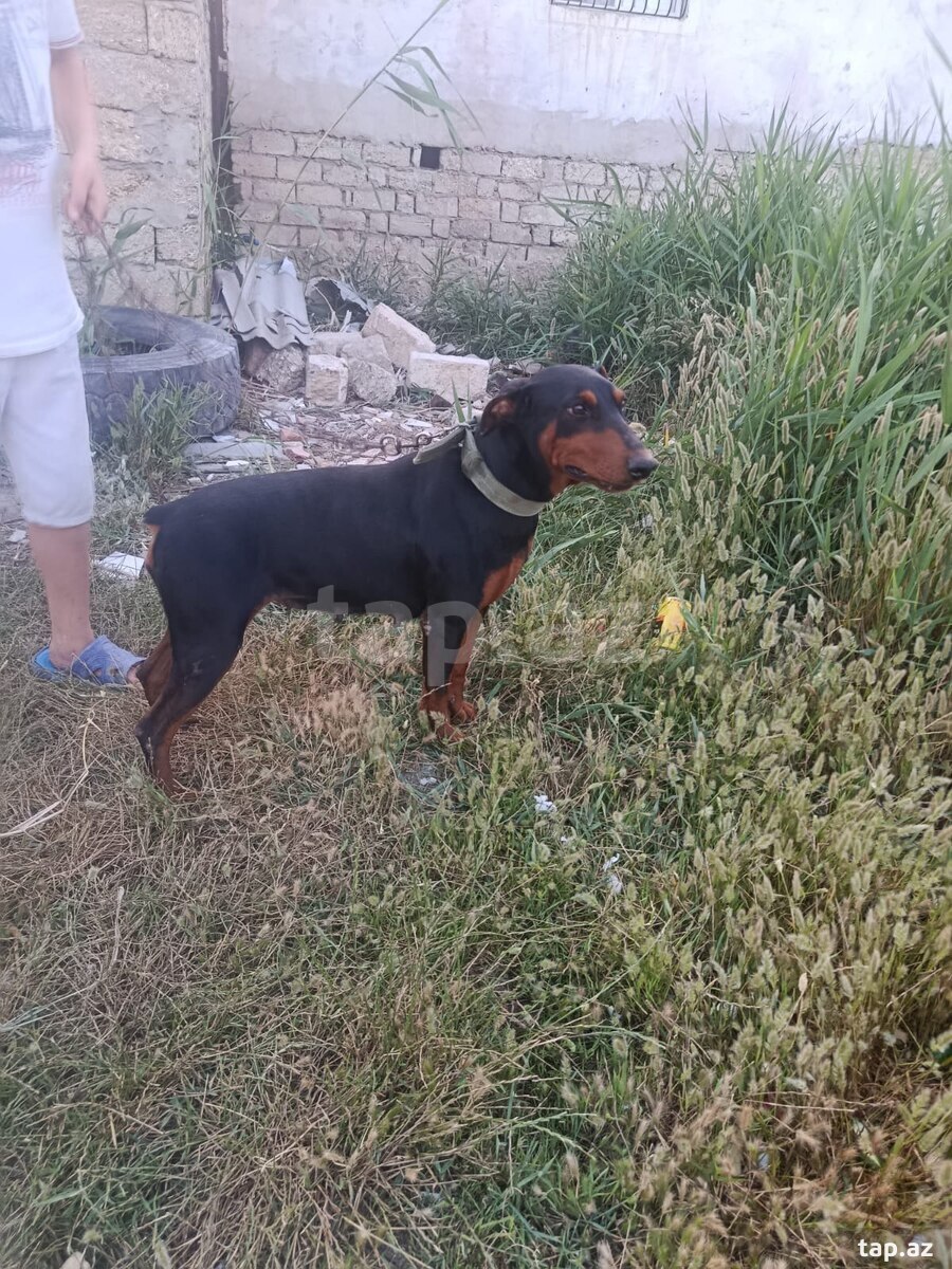 Doberman (2)