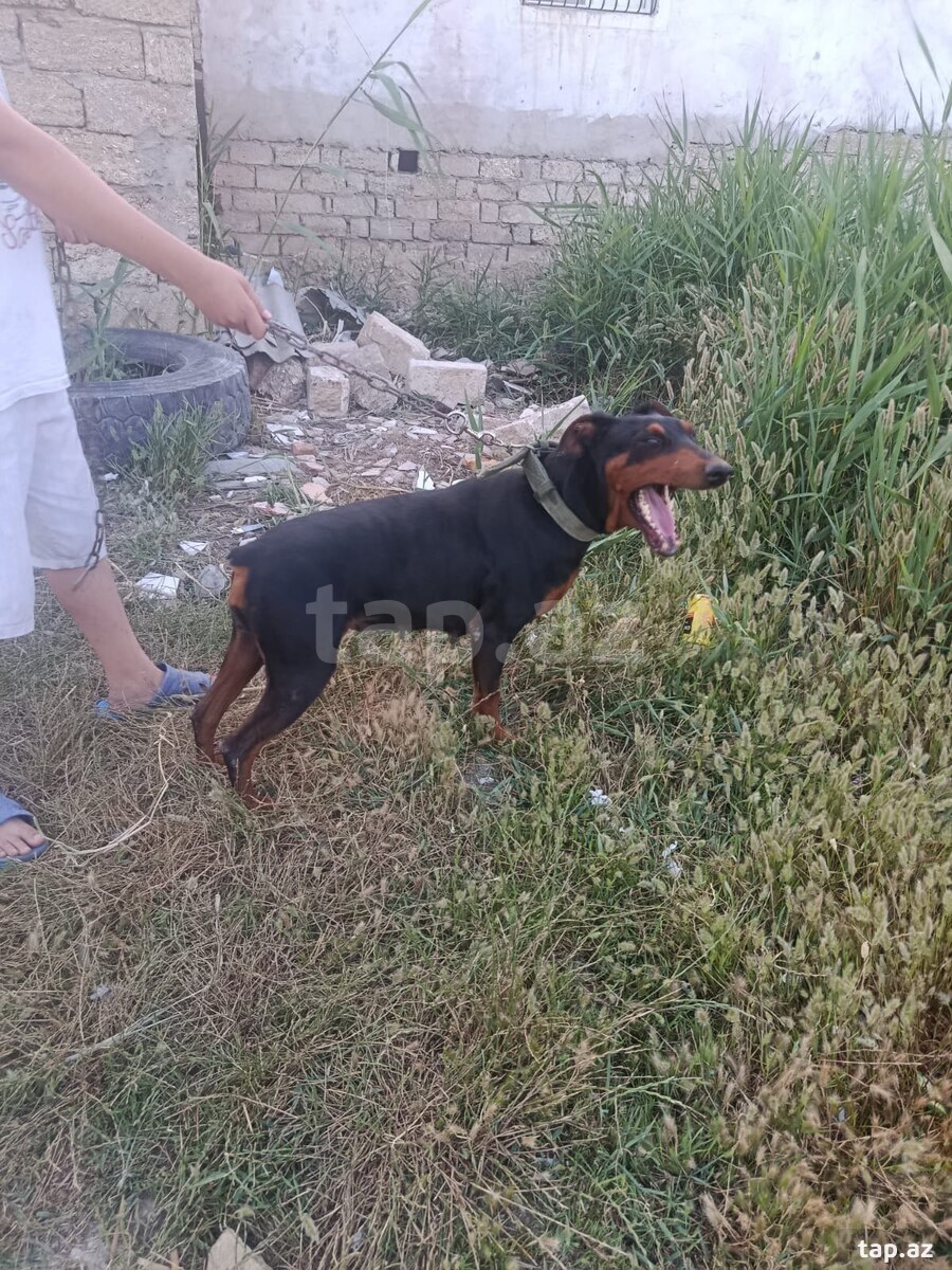 Doberman (3)