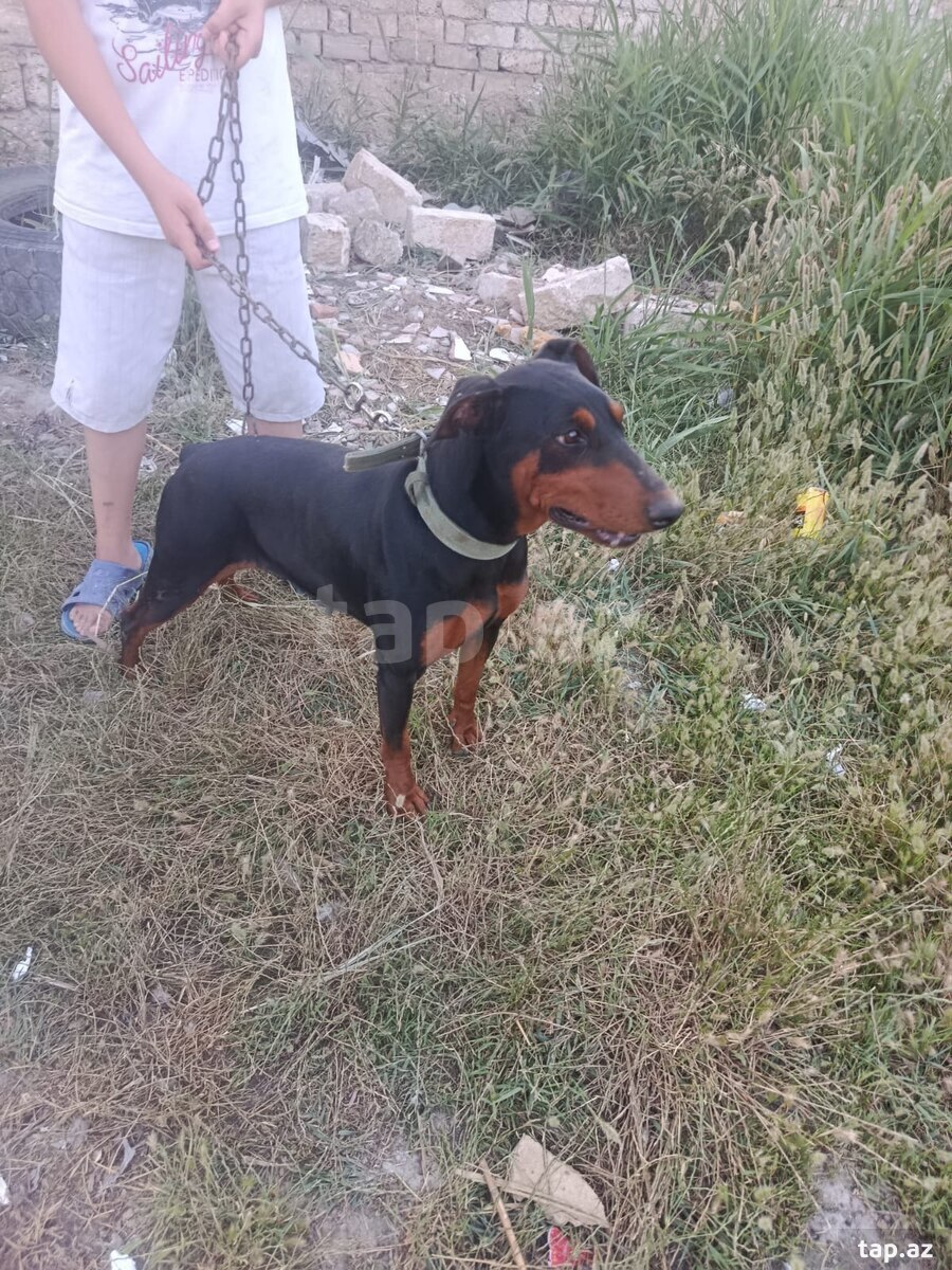 Doberman