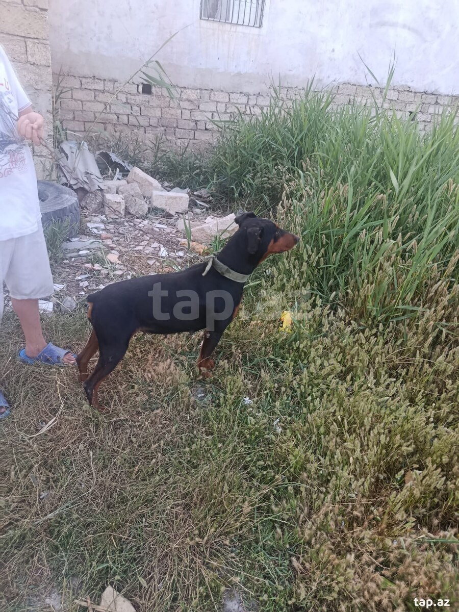 Doberman (5)