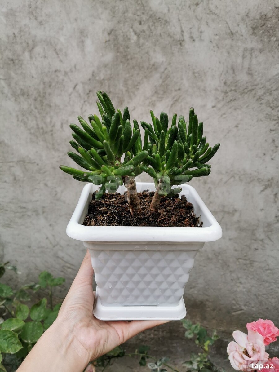 Krassula Hobbit