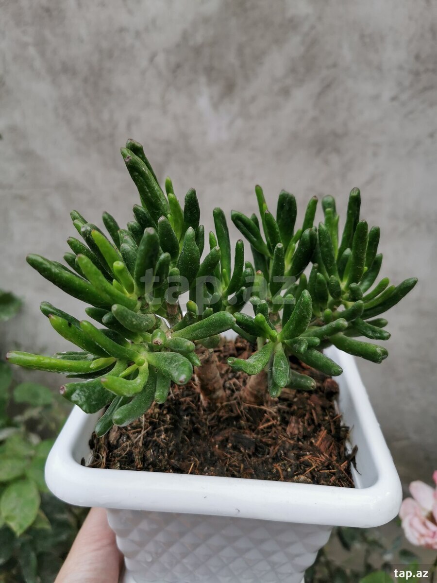 Krassula Hobbit (2)