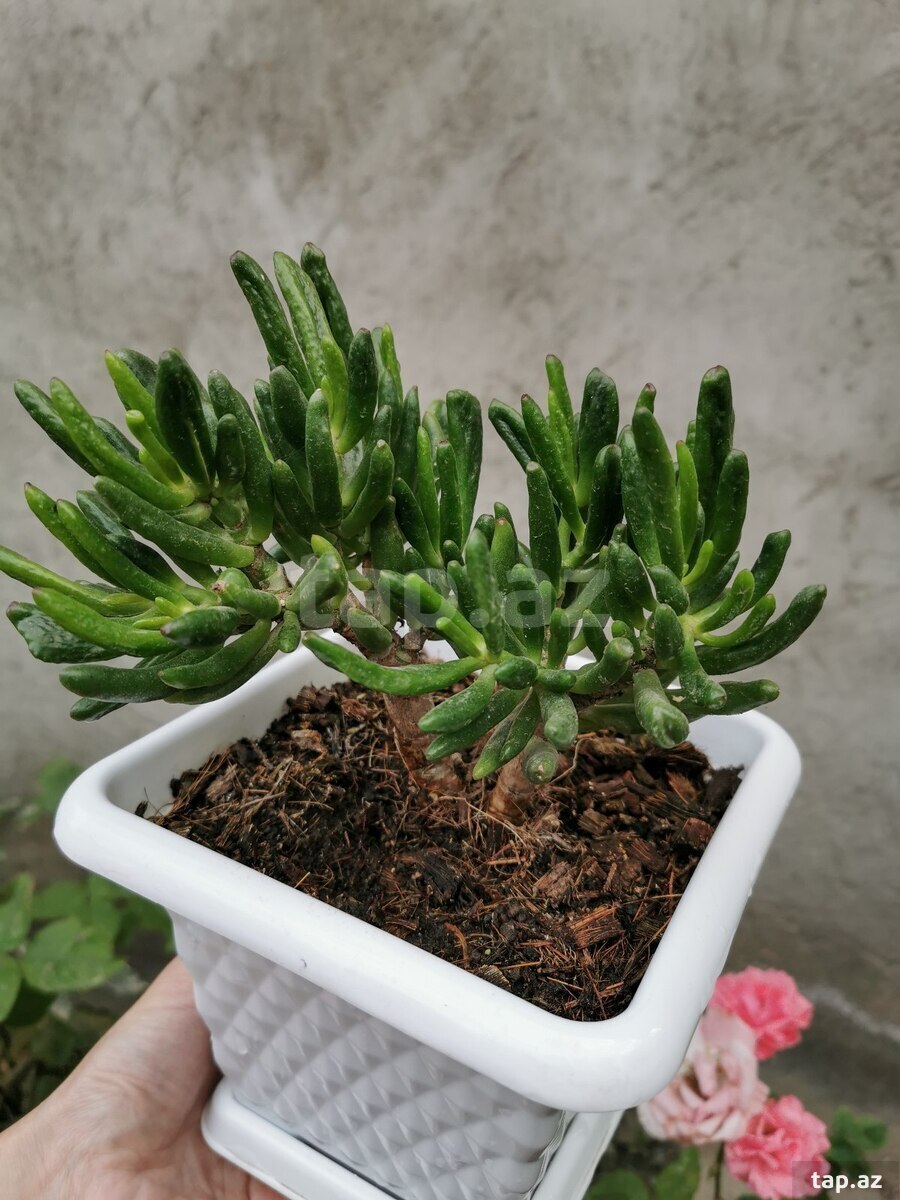 Krassula Hobbit (4)