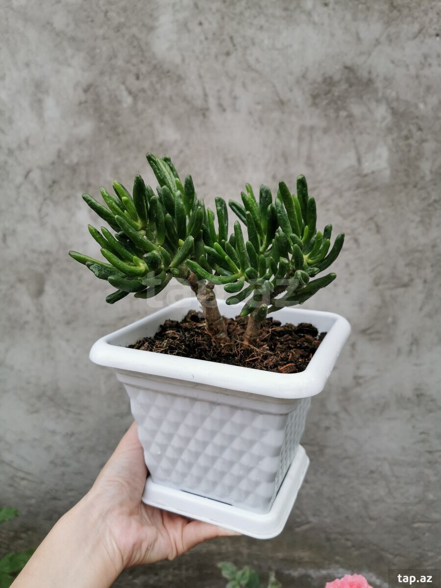 Krassula Hobbit (3)