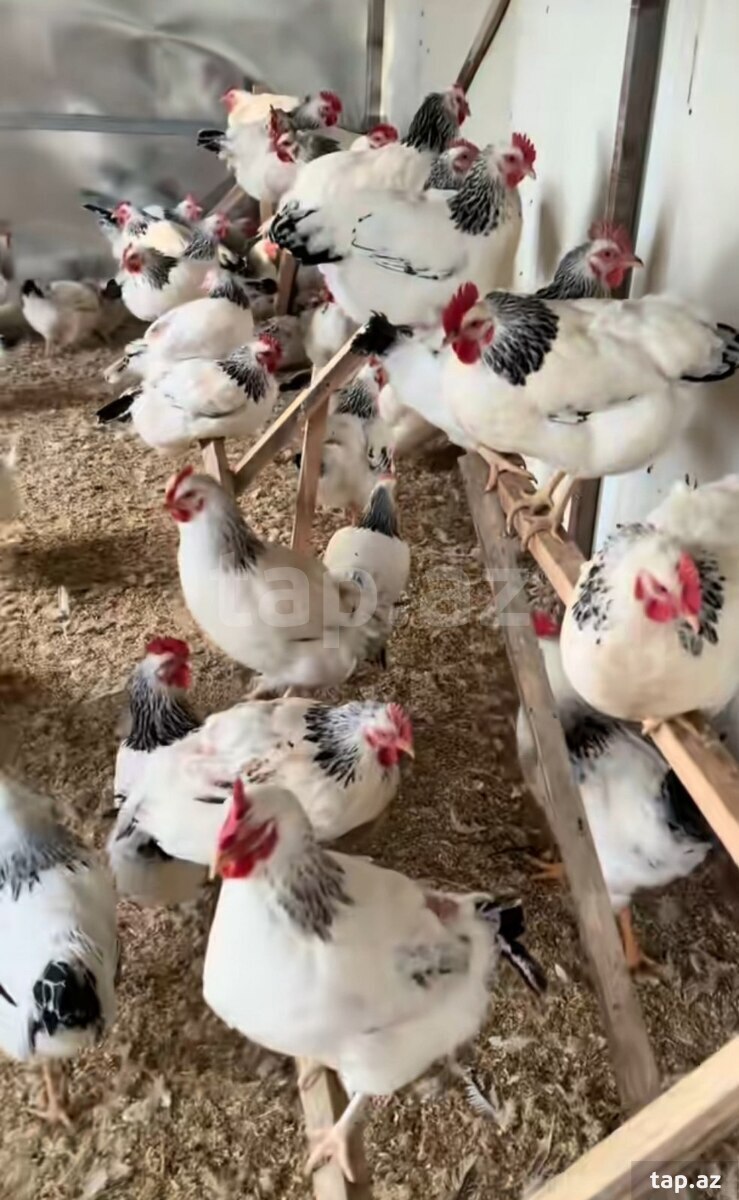 Serebrist toyuqları