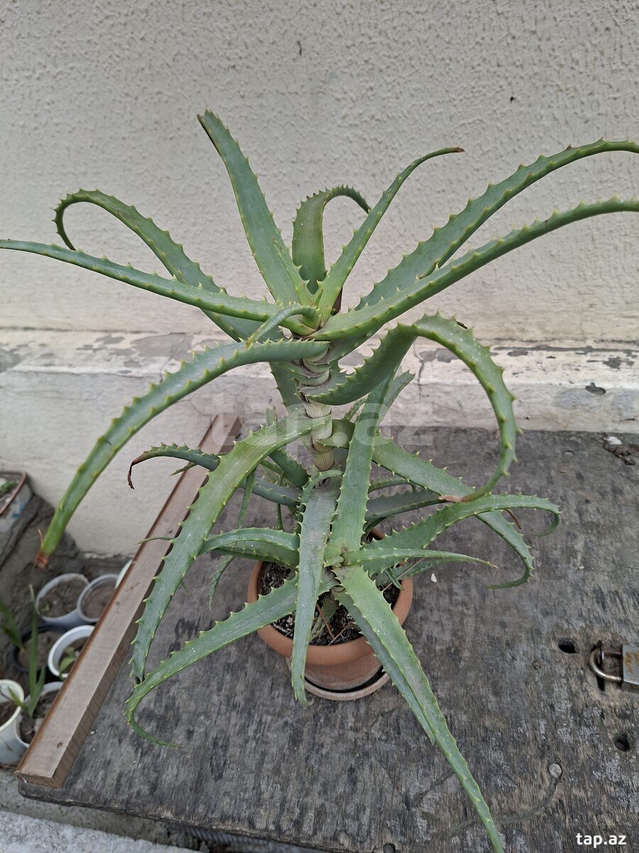 Otaq bitkisi Aloe